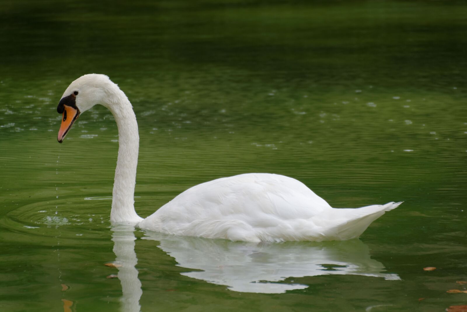 Nikon D5200 sample photo. Bird, swan, water photography