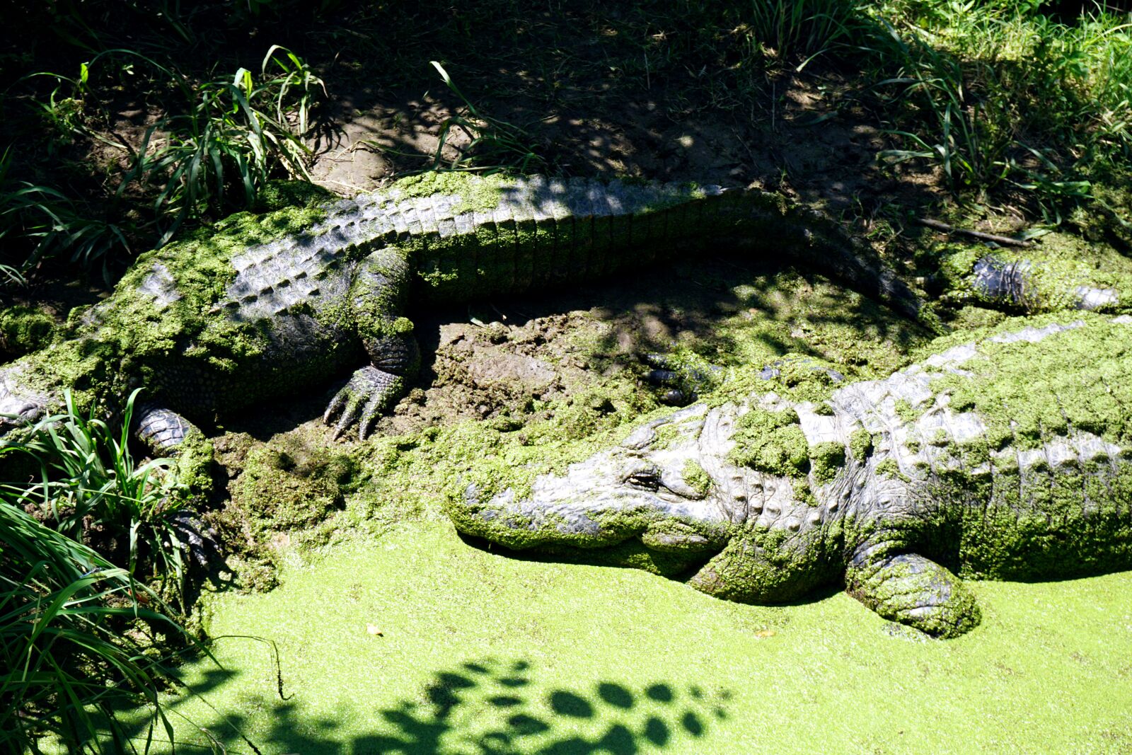 Sony a6000 sample photo. Alligator, reptile, crocodile photography