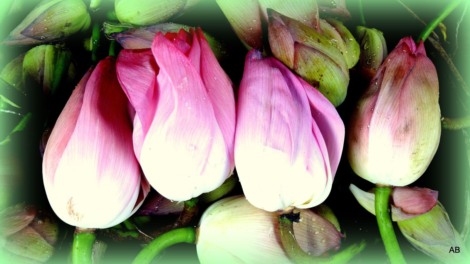 Sony Cyber-shot DSC-HX9V sample photo. Close, up, of, flowers photography