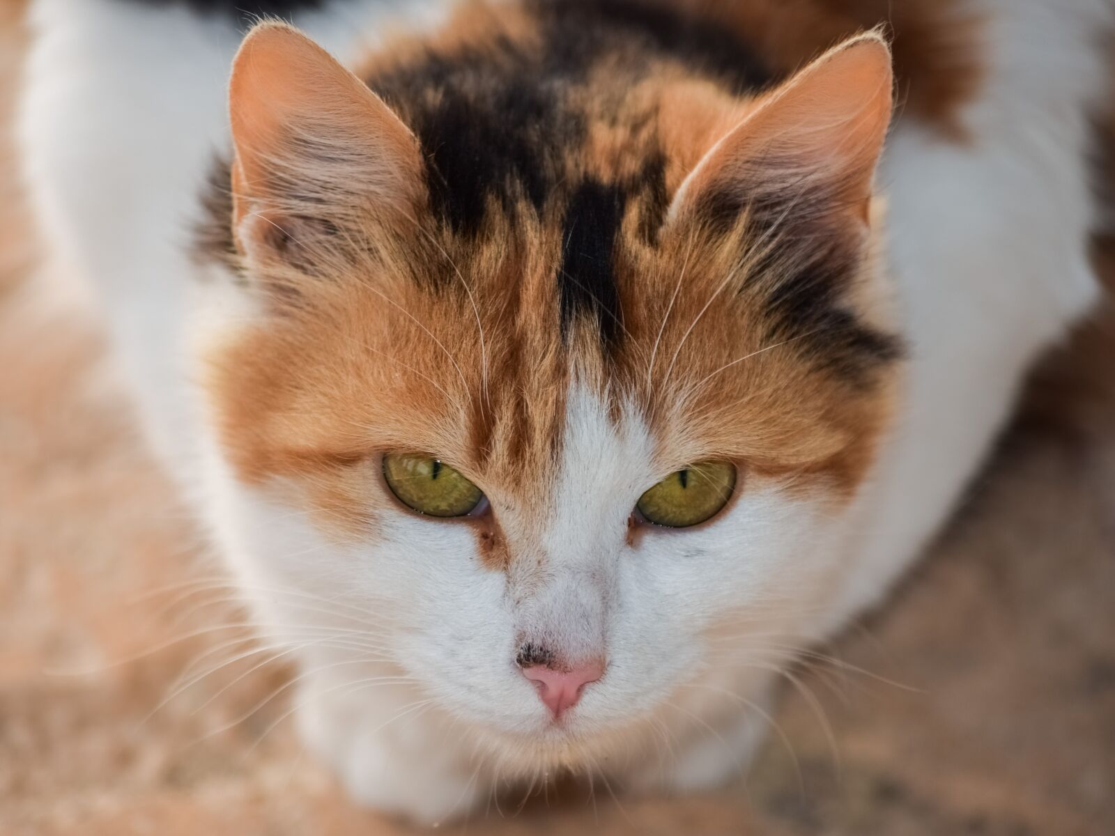 Nikon D3300 sample photo. Cute, cat, animal photography
