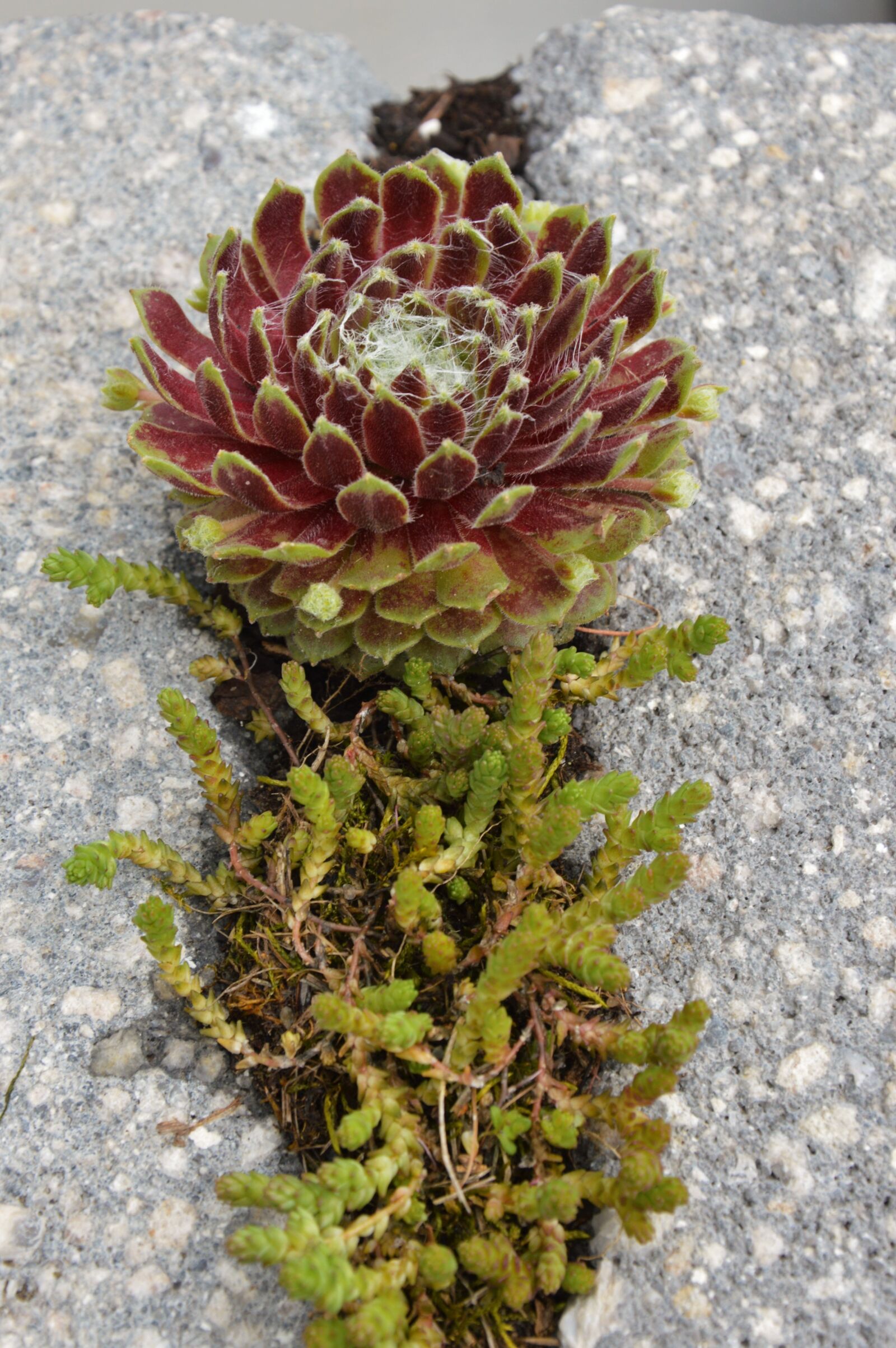 Nikon D3200 sample photo. Stone rose, plant, stone photography