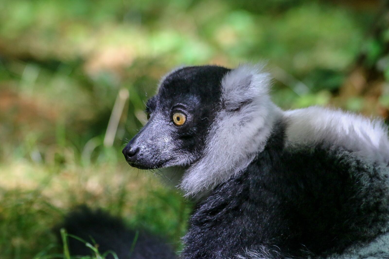 Canon EOS 70D sample photo. Lemur, animal, wild photography