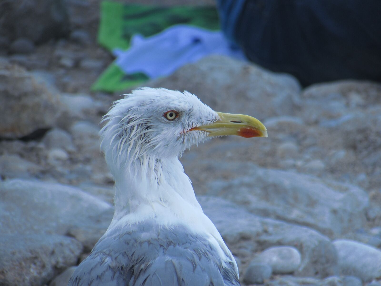 Canon PowerShot SX510 HS sample photo. Bird, seagull, beak photography