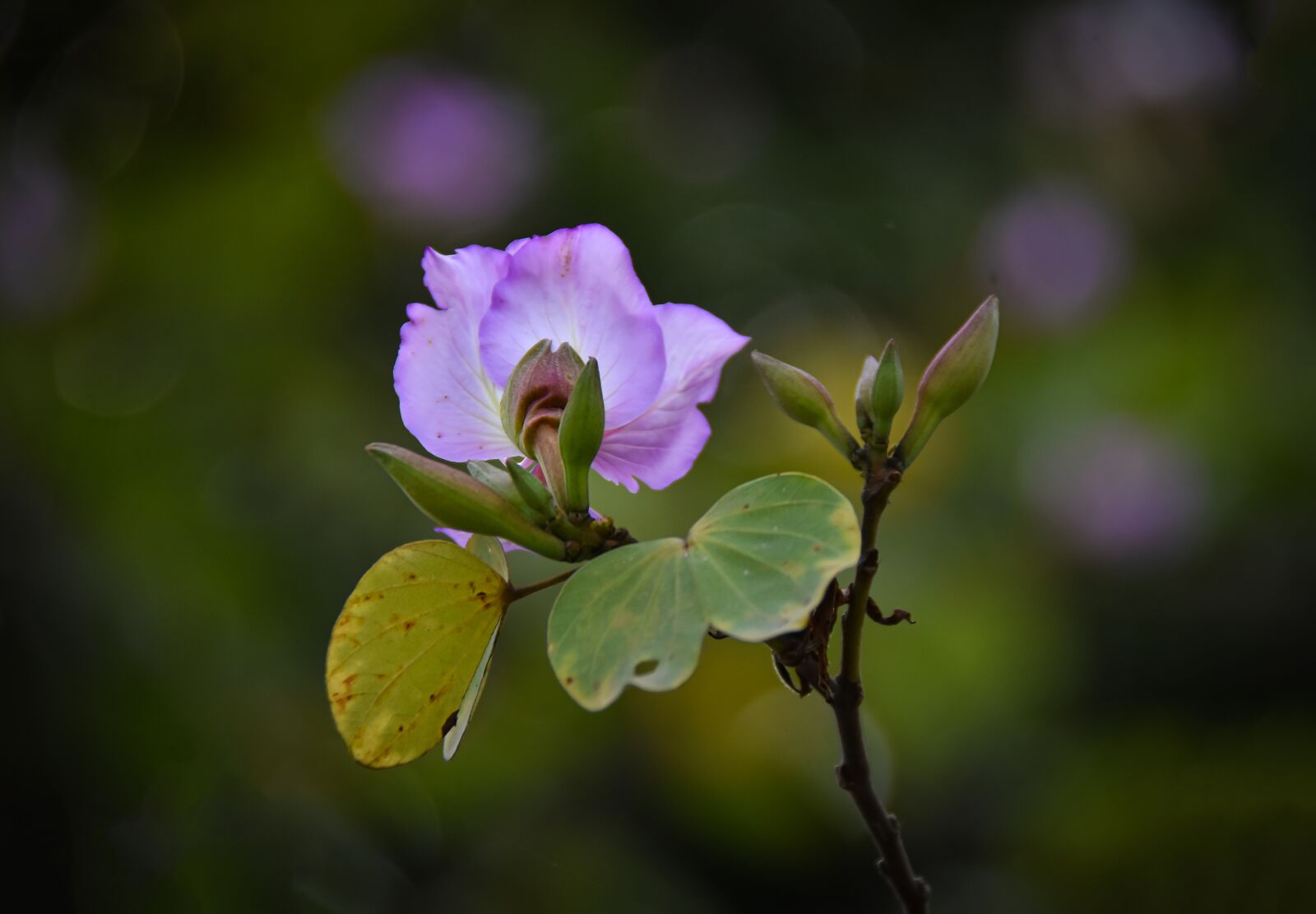 Nikon D7200 sample photo. Purple, united board, nice photography