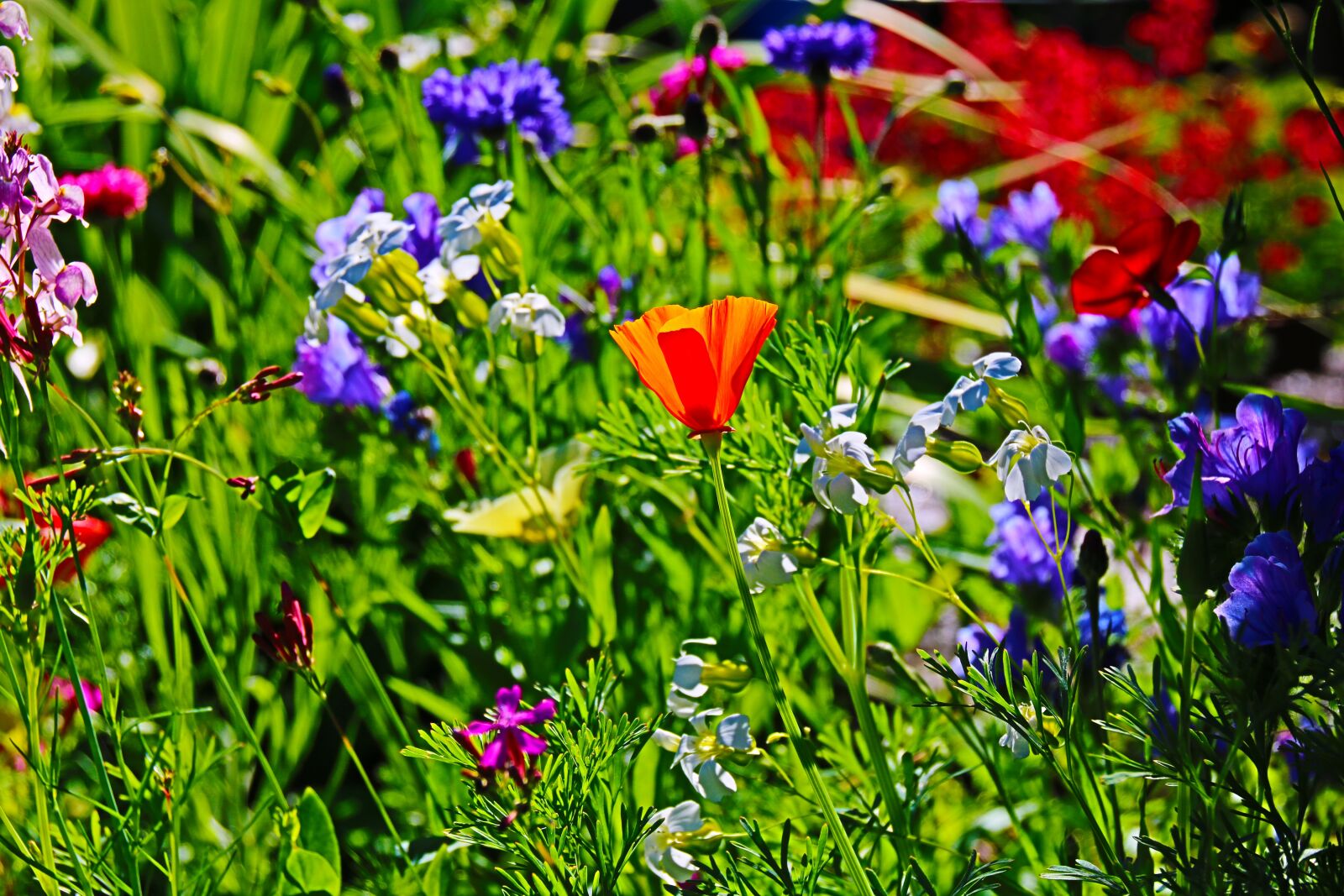 Canon EOS 760D (EOS Rebel T6s / EOS 8000D) sample photo. Flowers, field, summer photography