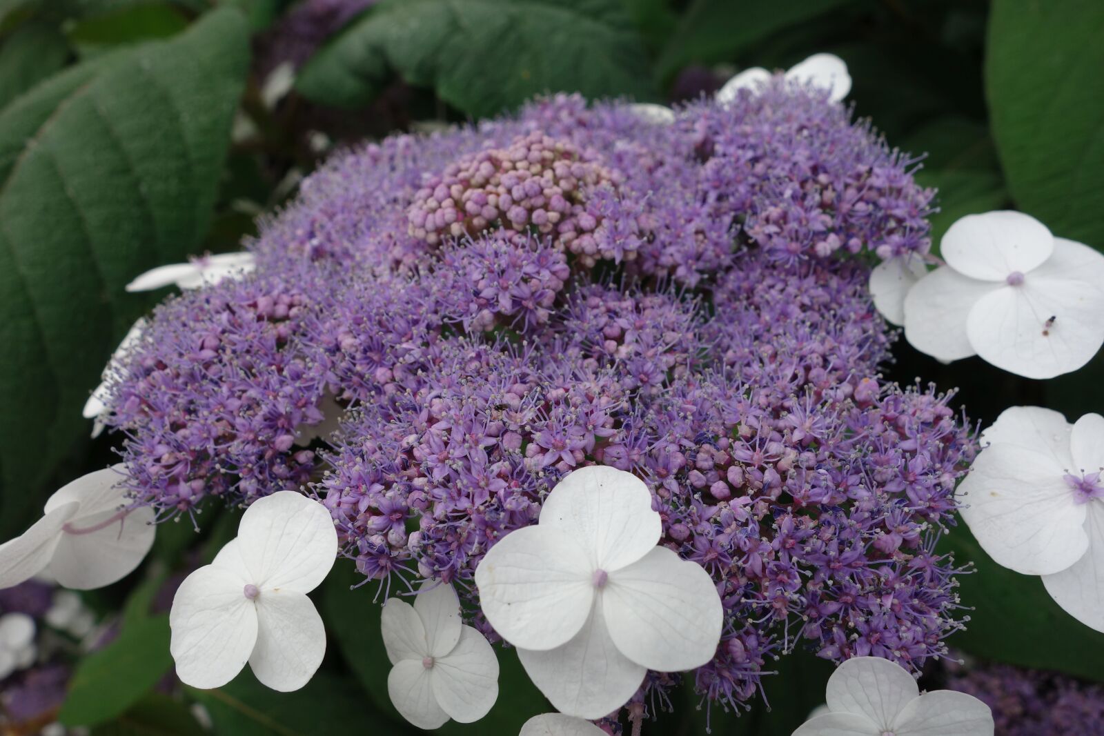 Sony Cyber-shot DSC-RX100 sample photo. Hydrangea, purple, flowers photography