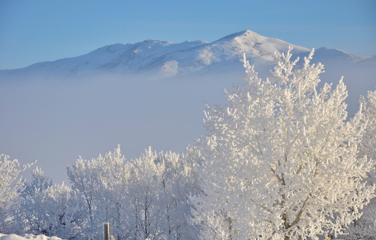 Nikon D90 sample photo. Hoar frost, snow white photography