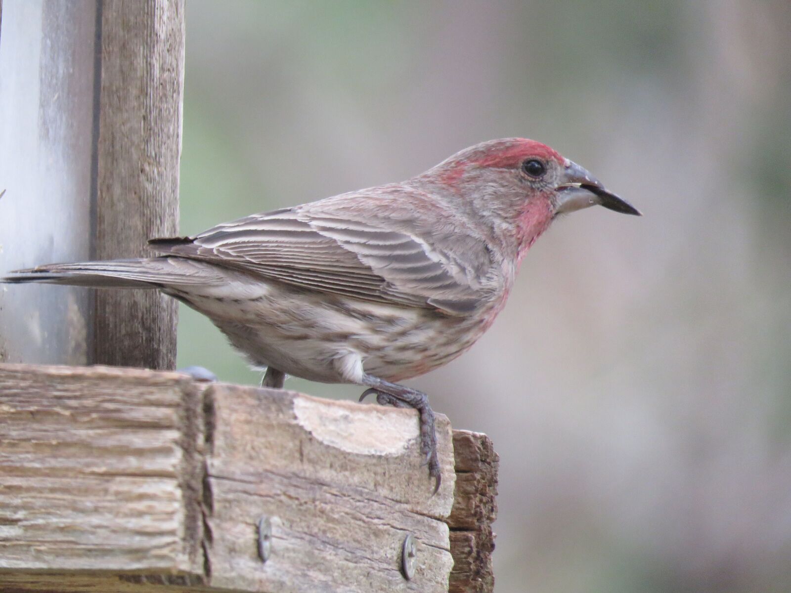 Canon PowerShot SX60 HS sample photo. Nature, bird, wildlife photography