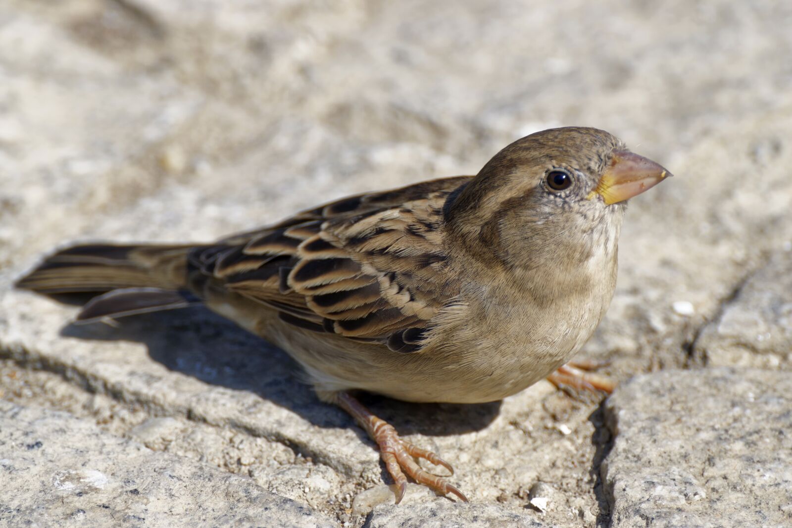 Nikon D5300 sample photo. Sparrow, bird, small photography