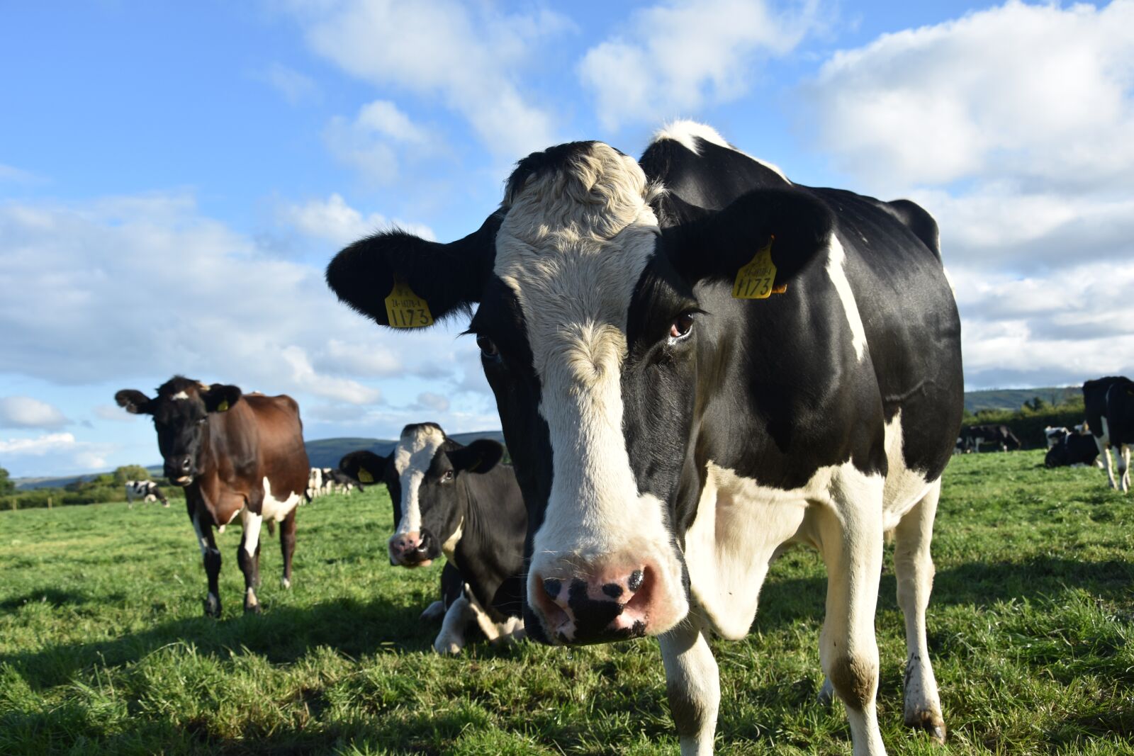 Nikon D3400 sample photo. Cow, agriculture, meadow photography