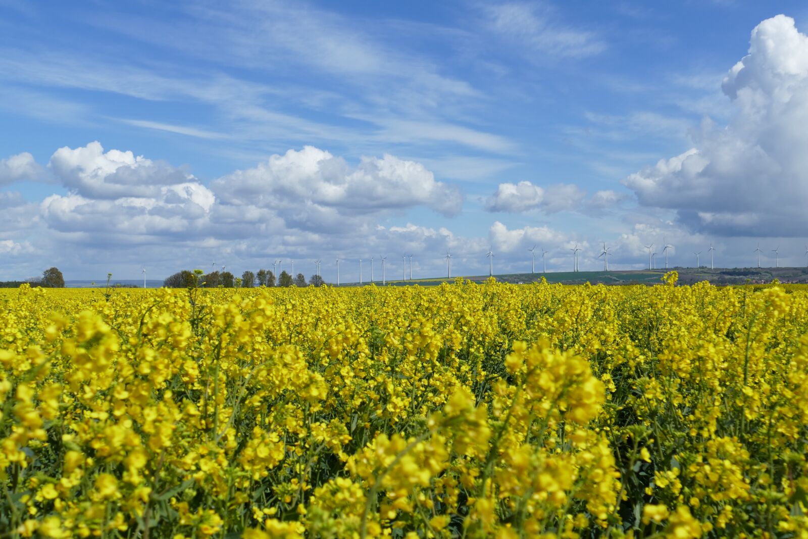 Panasonic Lumix DMC-FZ1000 sample photo. Field of rapeseeds, clouds photography