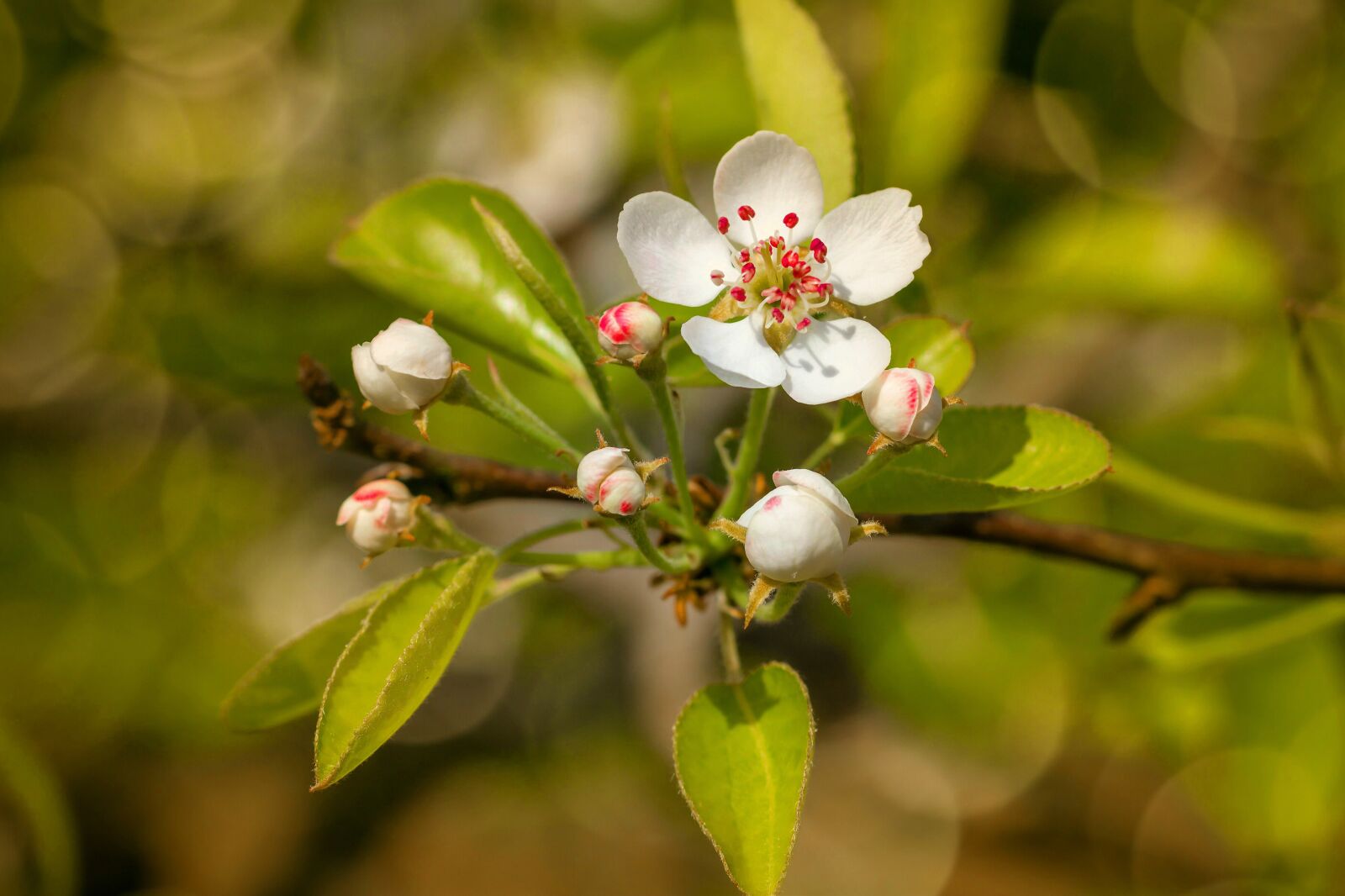 Canon EOS 600D (Rebel EOS T3i / EOS Kiss X5) sample photo. Plum blossom, pink, tender photography