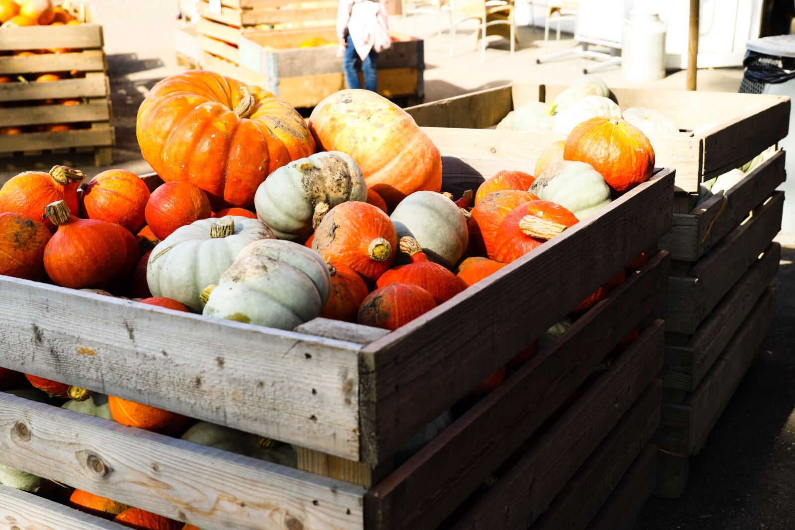 Canon RF 24-240mm F4-6.3 IS USM sample photo. Vegetables, pumpkin, store photography