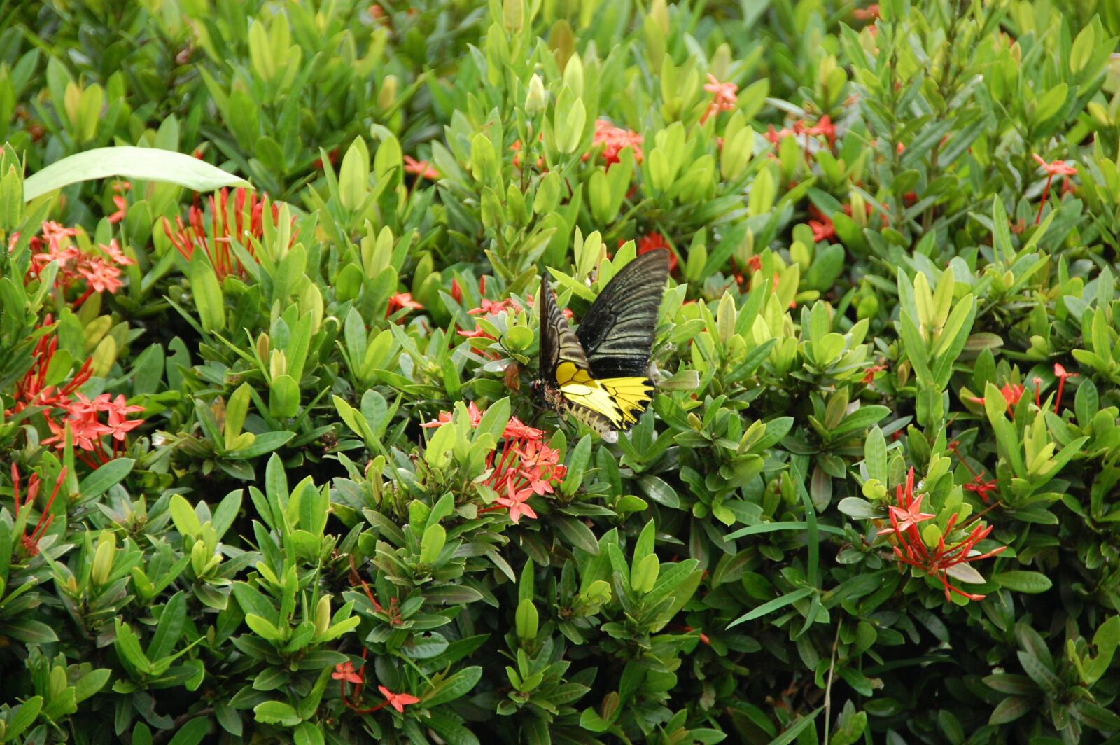 Nikon D40 sample photo. Flowers, green, nature photography