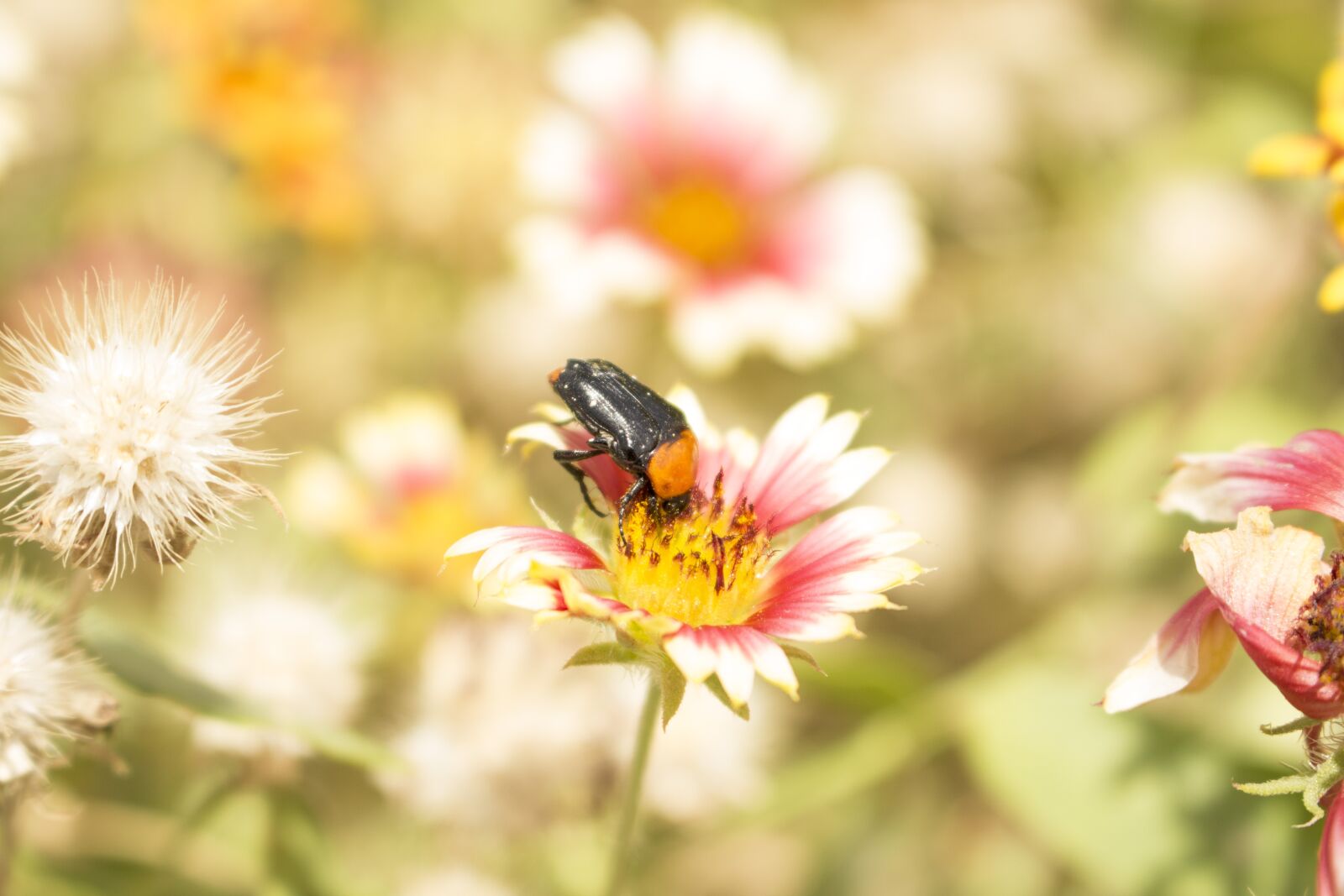 Canon EOS 700D (EOS Rebel T5i / EOS Kiss X7i) sample photo. Insect, flower, nature photography