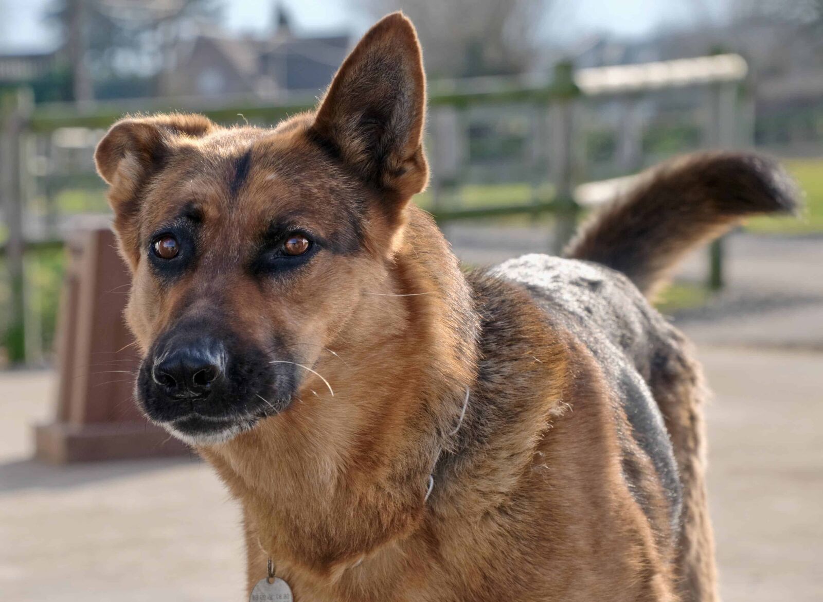 Nikon D300 sample photo. Dog, animal pet, portrait photography