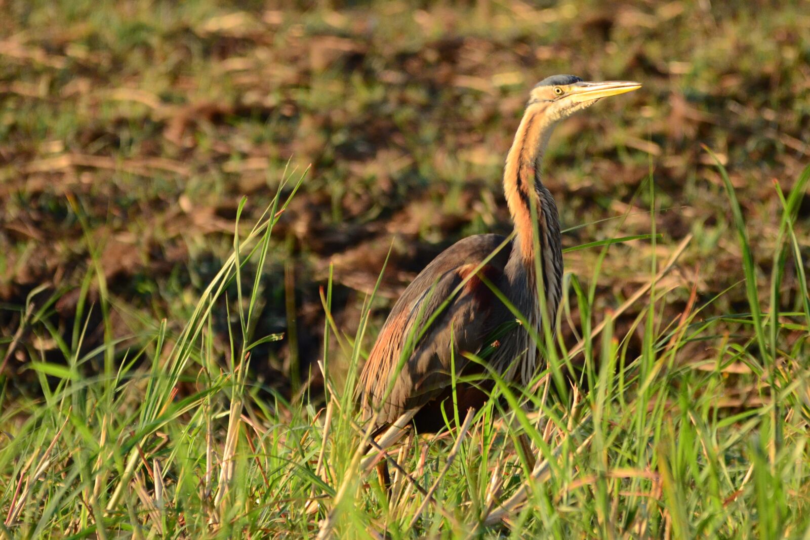 Nikon D7000 sample photo. Purple heron, heron, bird photography