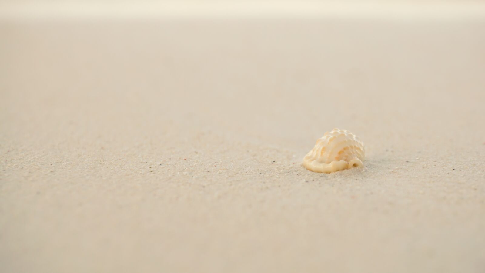 Sony E 16-50mm F3.5-5.6 PZ OSS sample photo. Beach, shell, summer photography