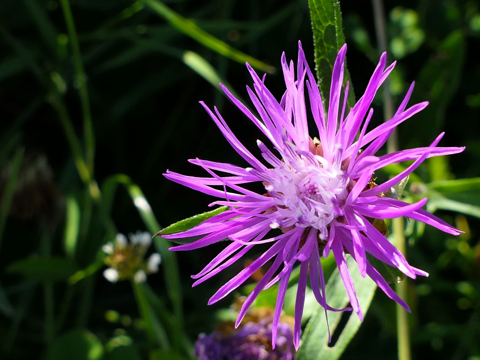 Panasonic Lumix DMC-FZ2500 (Lumix DMC-FZ2000) sample photo. Flower, violet, star photography