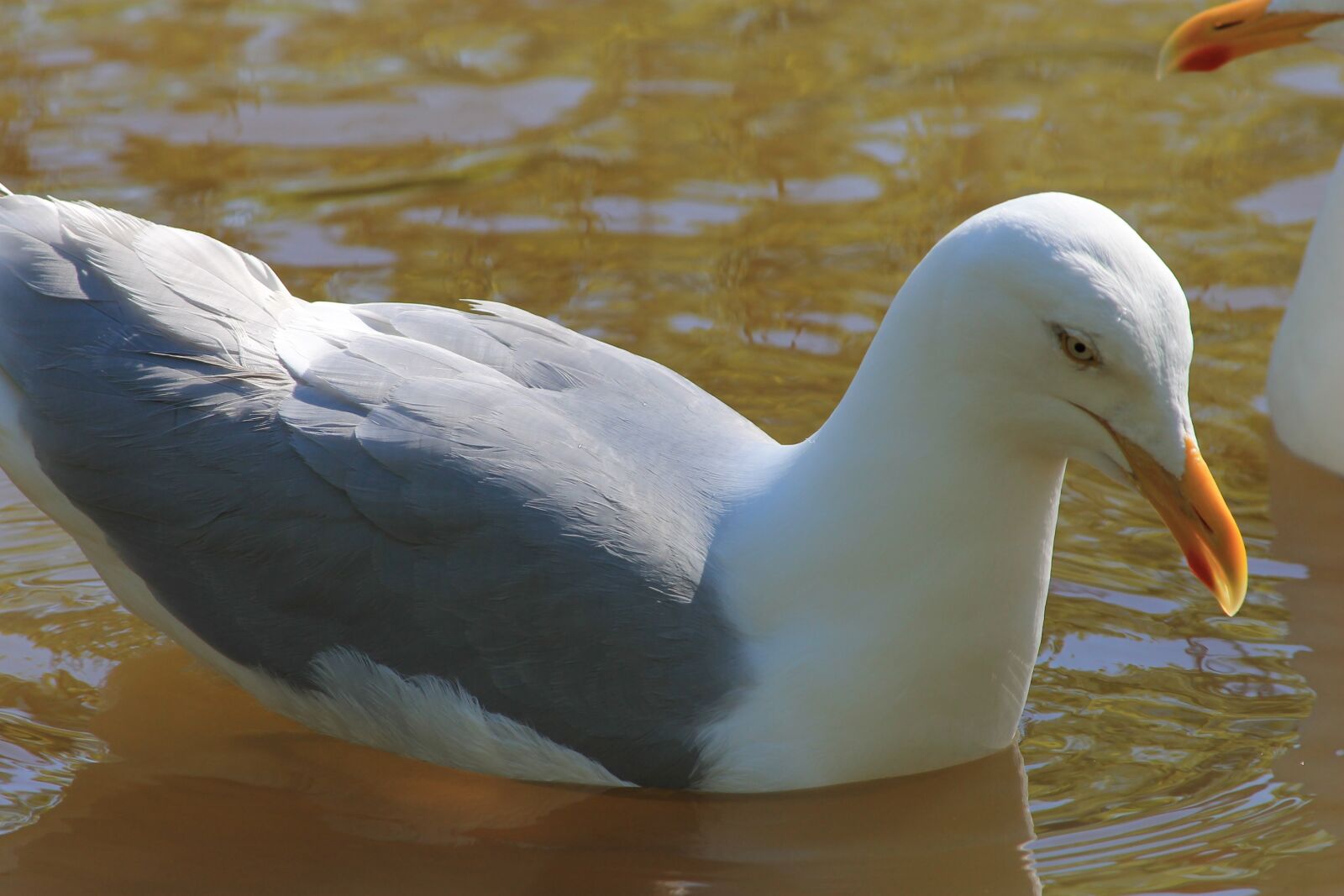 Canon EF 70-300mm F4-5.6 IS USM sample photo. Seagull, bird, lake photography