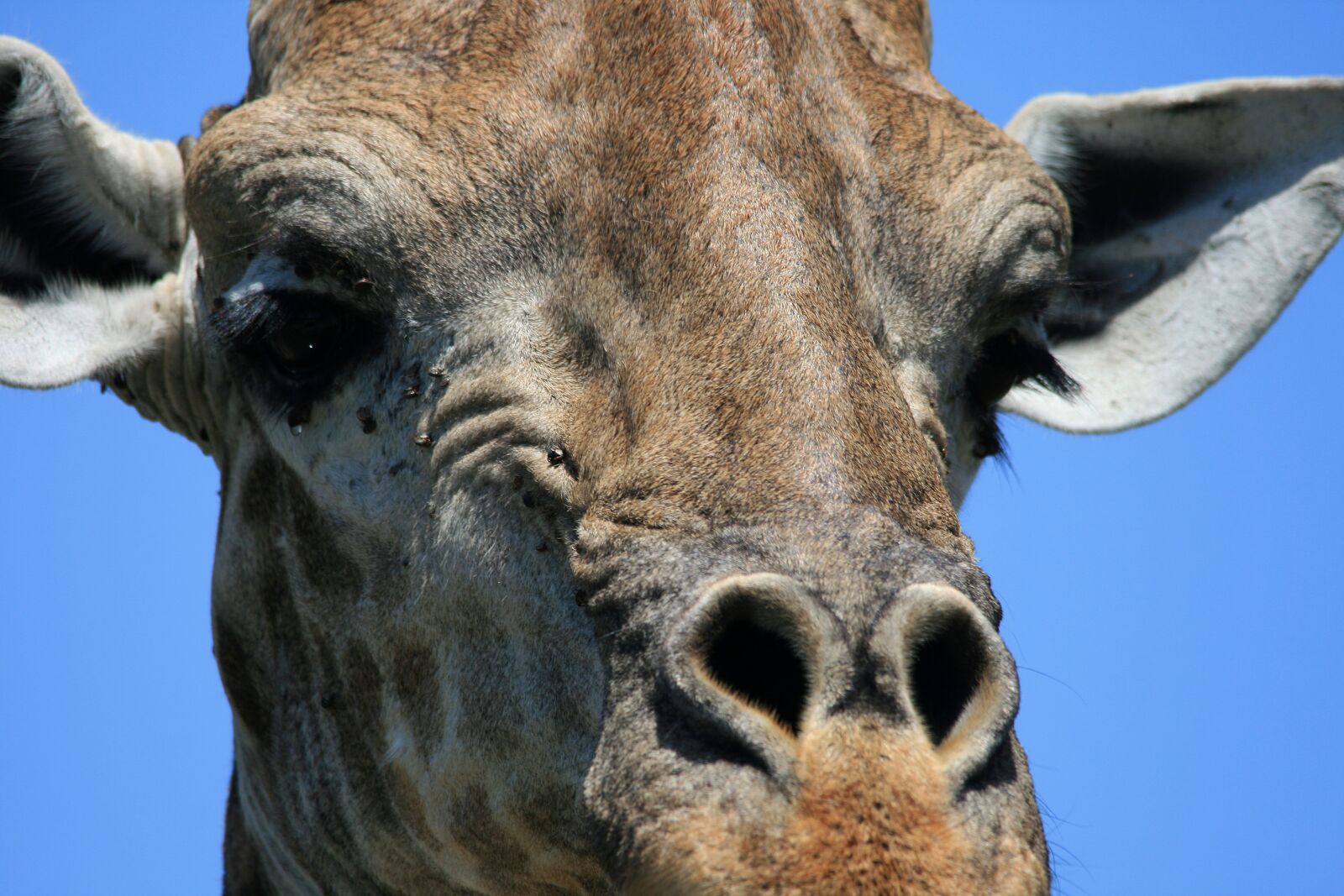 Canon EOS 400D (EOS Digital Rebel XTi / EOS Kiss Digital X) sample photo. Giraffe, animal, game photography