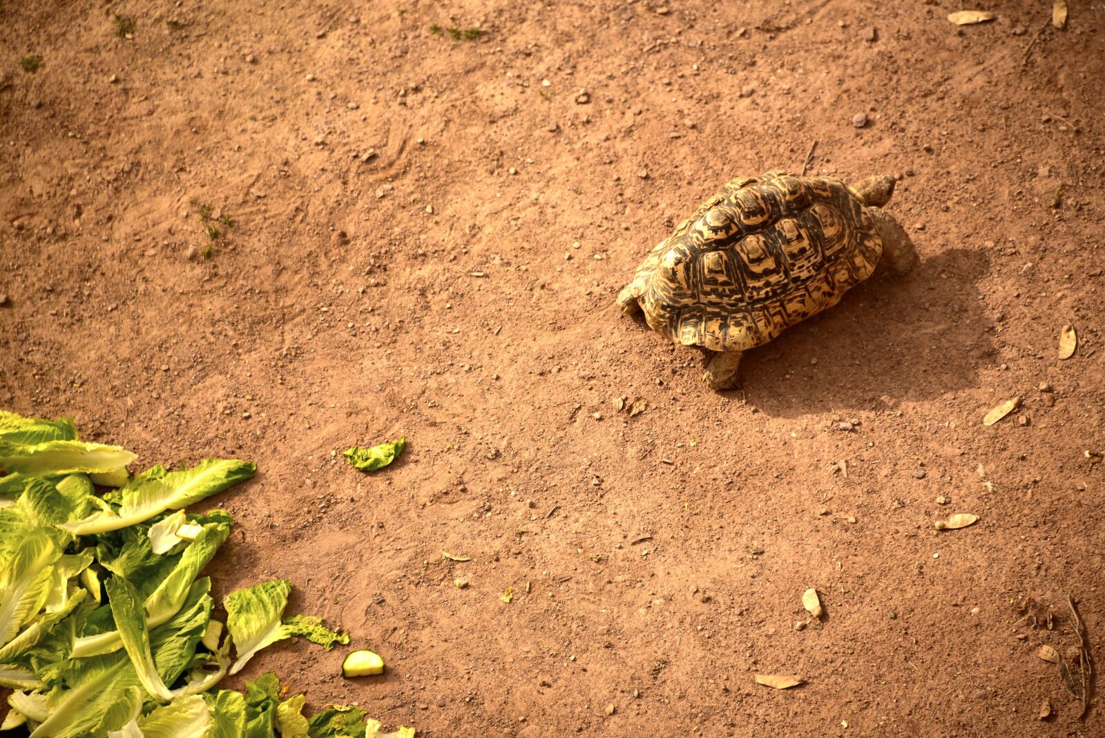 Nikon D750 sample photo. Turtle, nature, soil photography