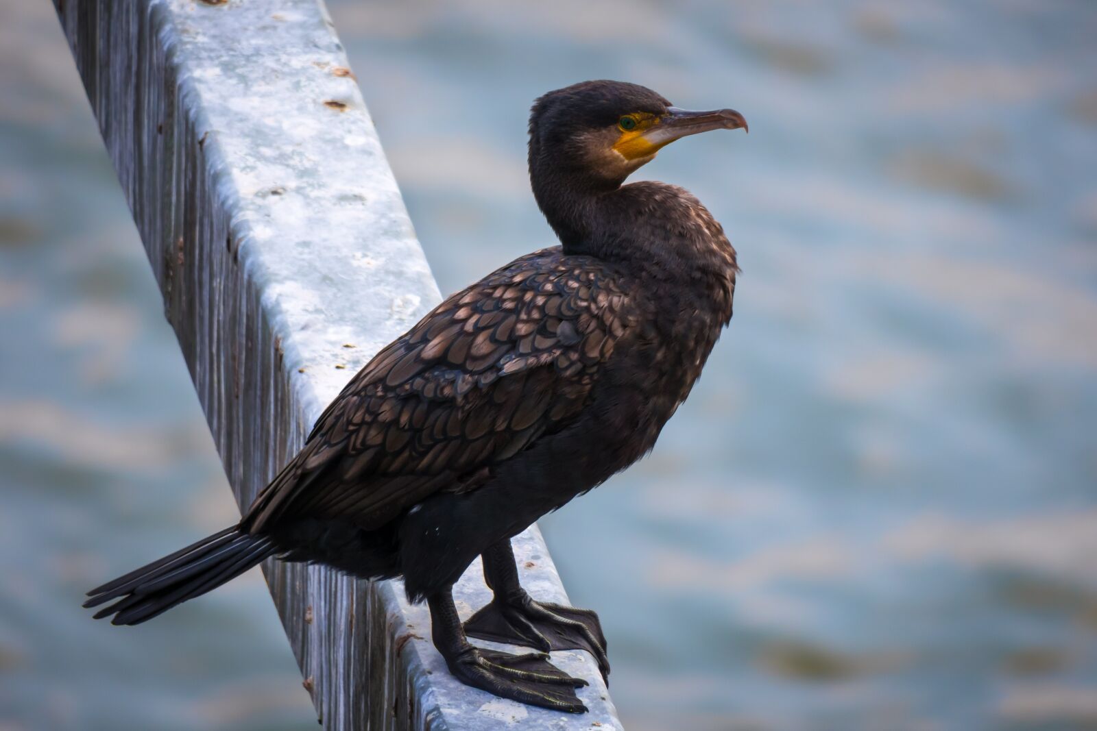 Canon PowerShot G3 X sample photo. Cormorant, bird, water bird photography