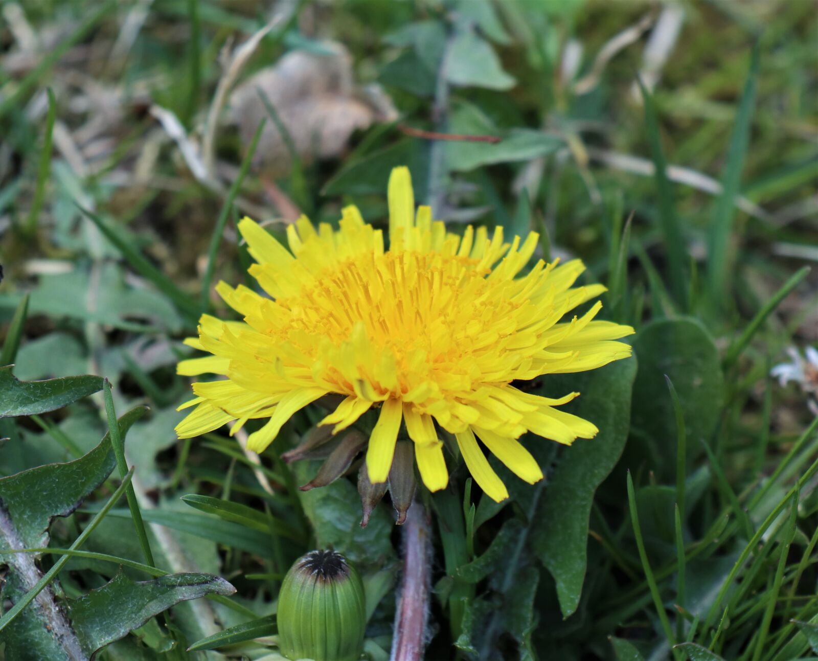 Canon EOS M6 sample photo. Spring, plant, flower photography