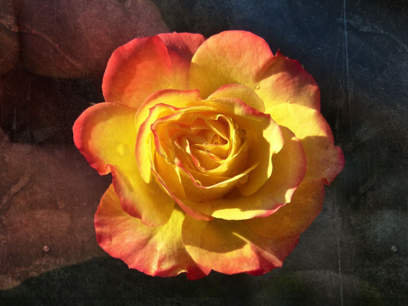Panasonic DMC-FZ62 sample photo. Rosa, petals, yellow rose photography