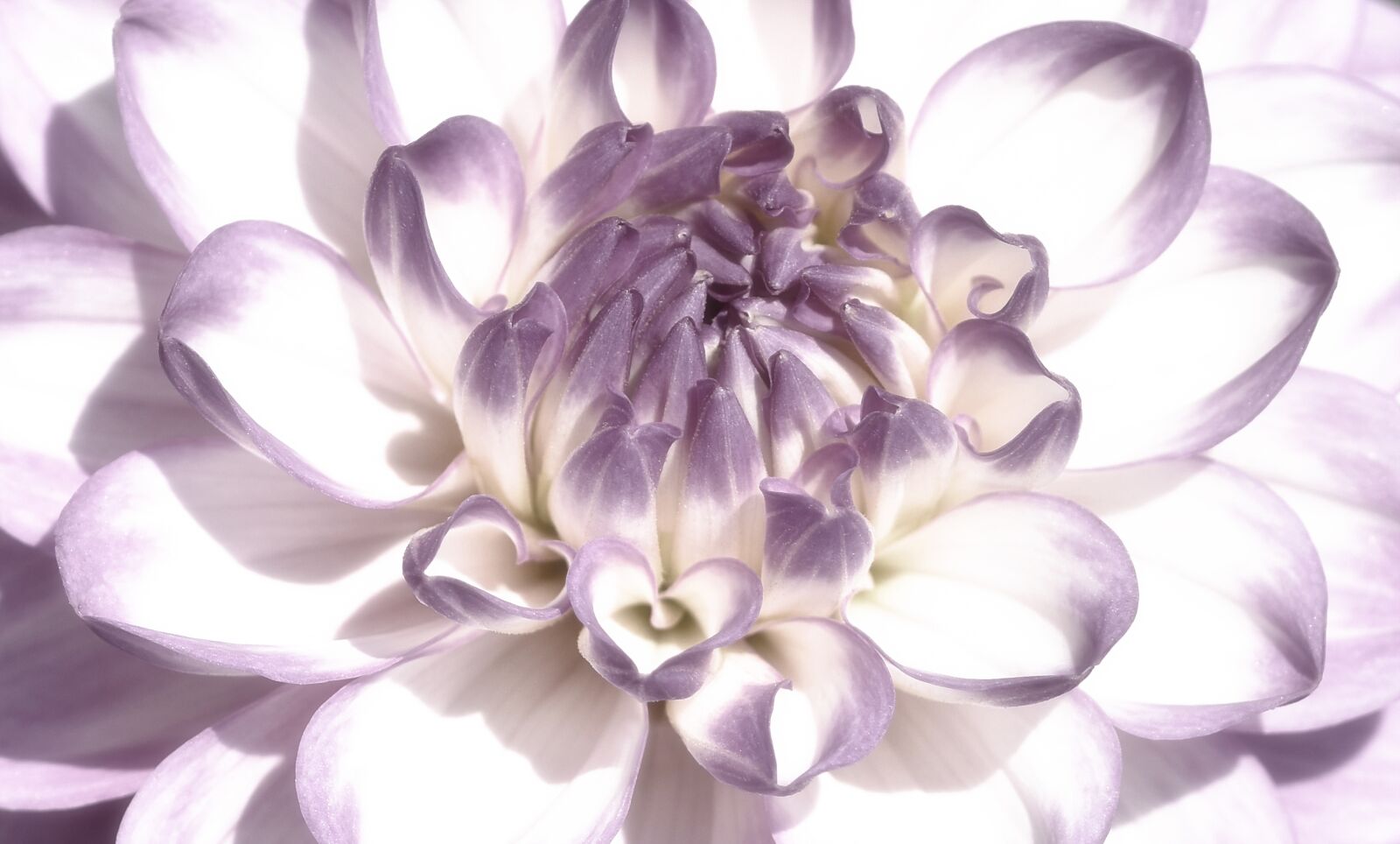 Nikon D5600 sample photo. Floral, garden, bloom photography