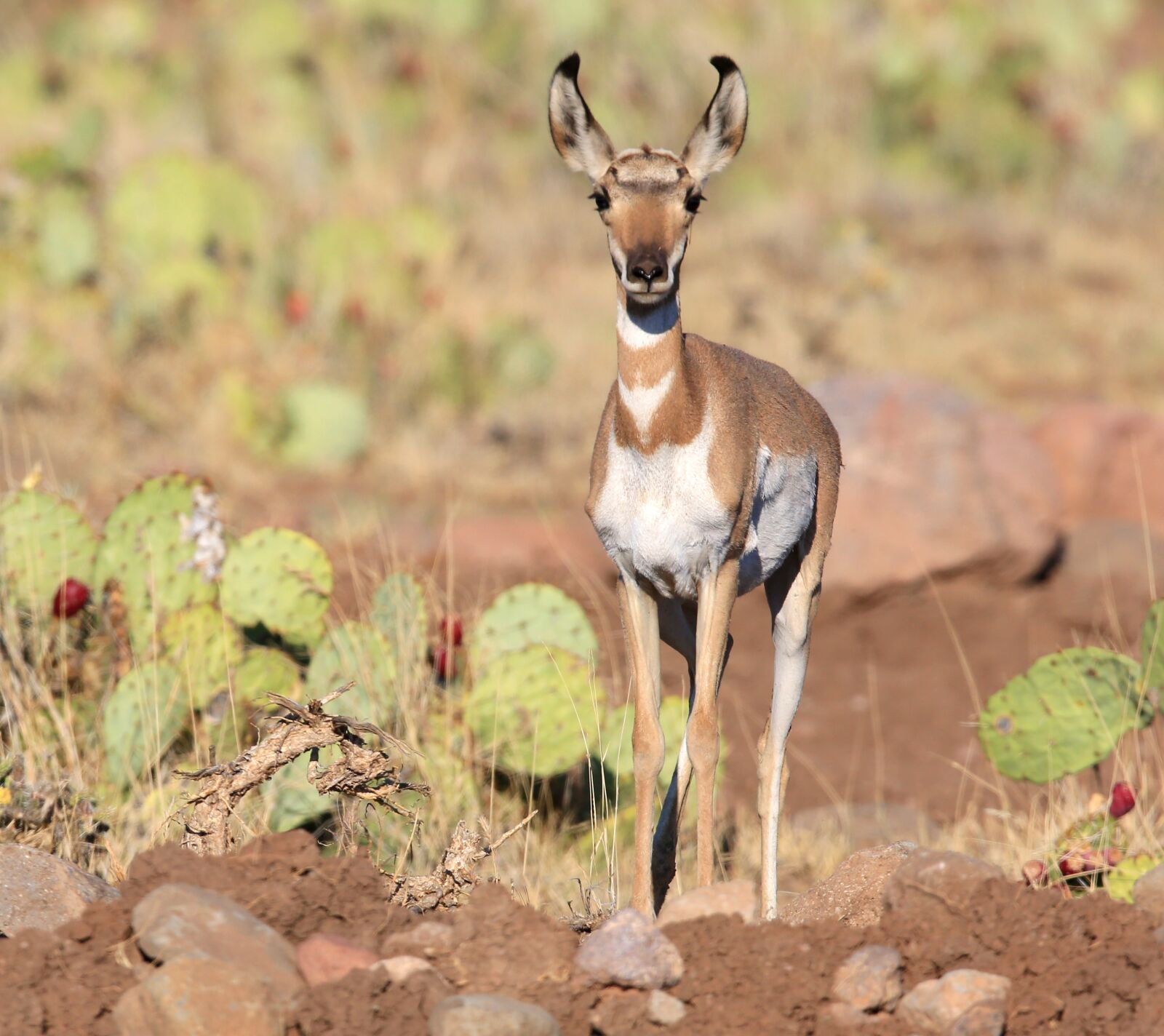 Canon EF 600mm F4L IS II USM sample photo. Antelope, wildlife, habitat photography