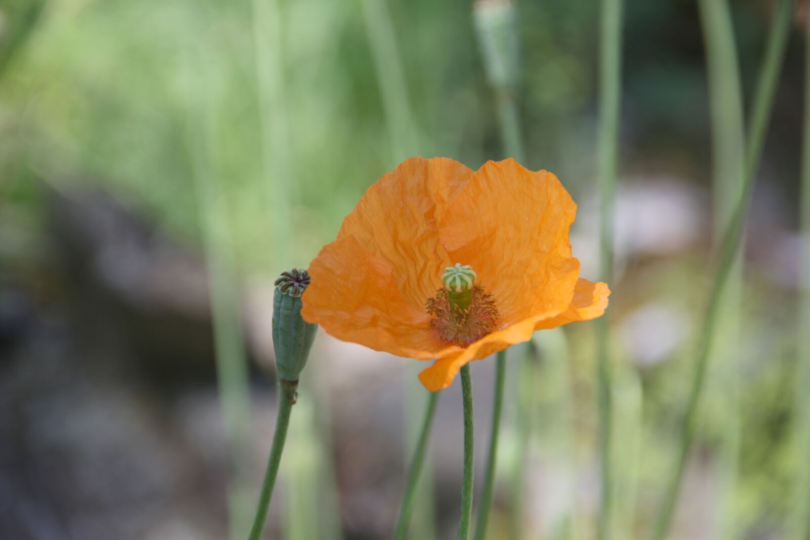 Canon EOS 60D sample photo. Poppy, orange, beautiful photography
