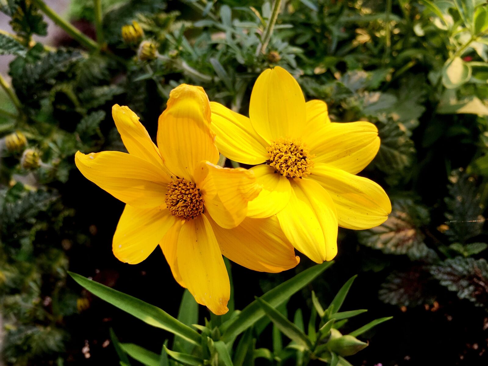 Apple iPhone 6s sample photo. Balcony, flowers, balcony plant photography