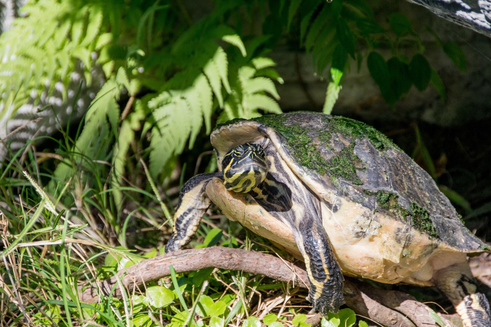 Nikon D3300 sample photo. Brown, turtle, on, green photography