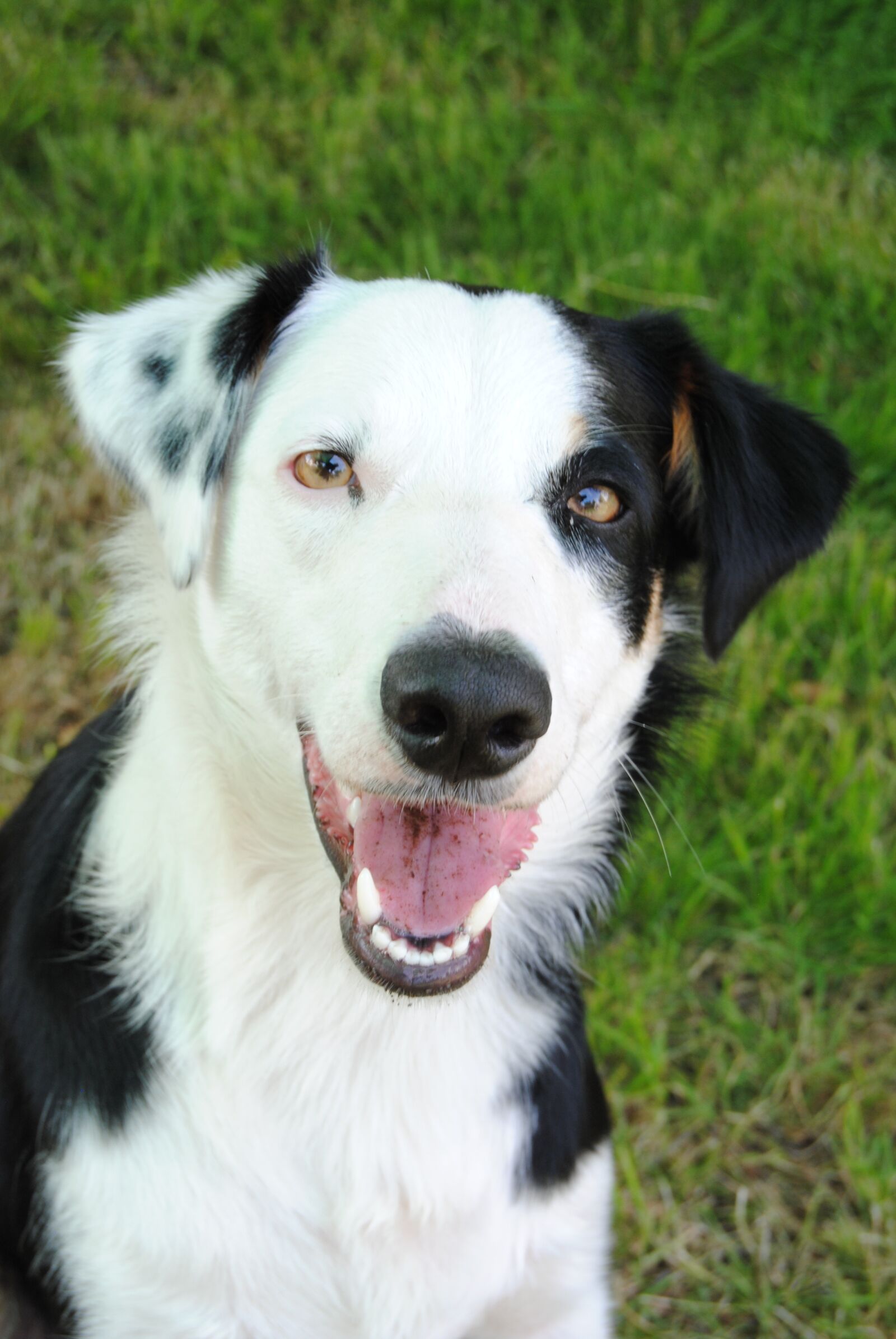 Nikon D3000 sample photo. Dog, sheep dog, sheep-dog photography
