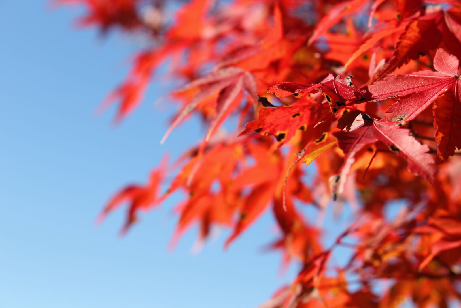 Canon EOS 100D (EOS Rebel SL1 / EOS Kiss X7) sample photo. Autumnal leaves, autumn, autumn photography