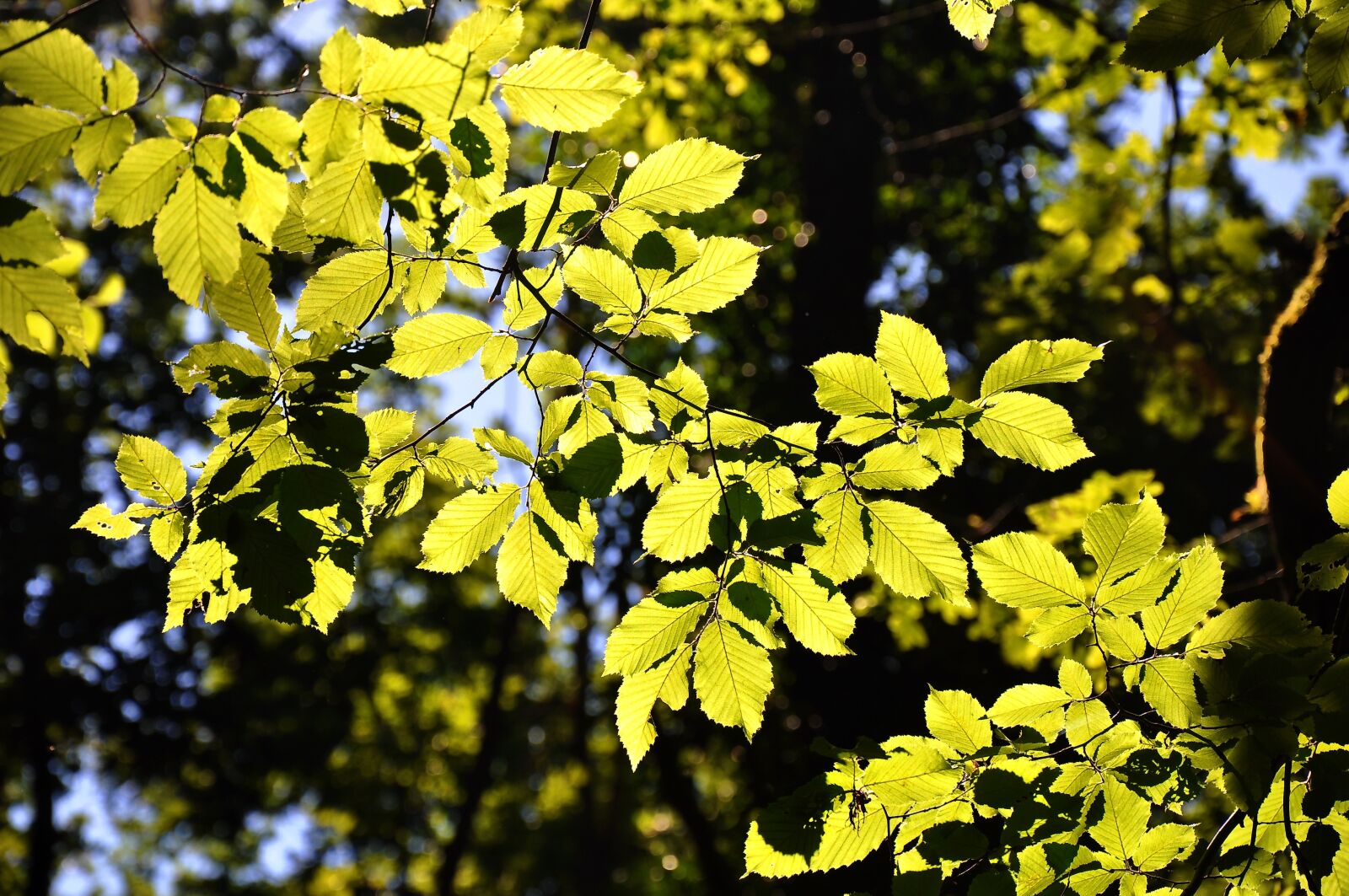 Nikon D90 sample photo. Forest, light game, wood photography