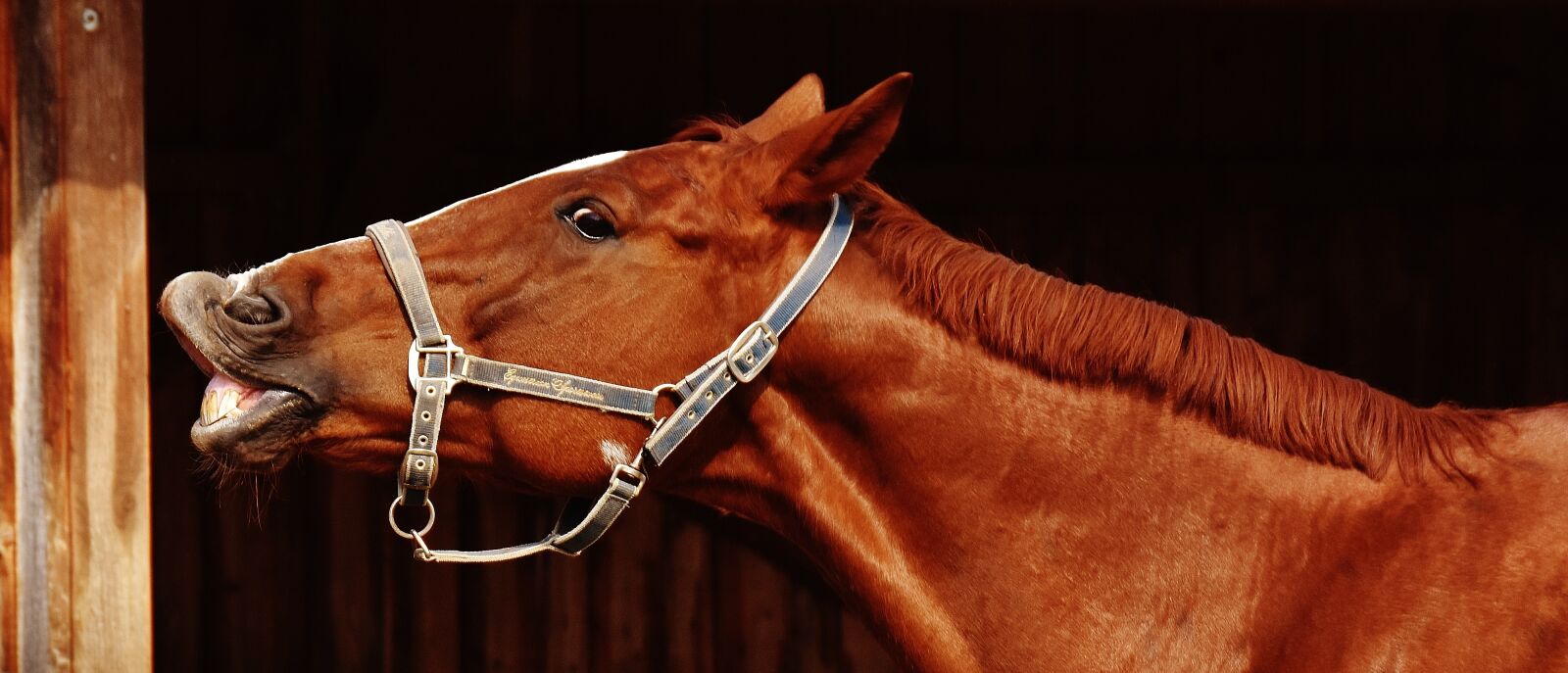 Nikon D7200 sample photo. Horse, funny, making a photography