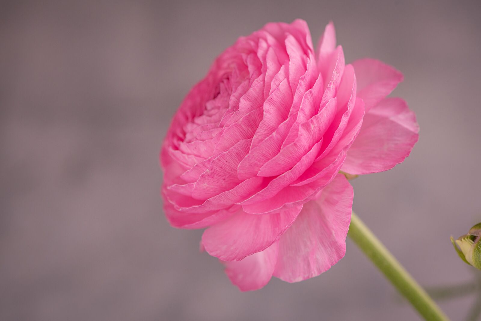 Nikon D750 sample photo. Ranunculus, pink, blossom photography