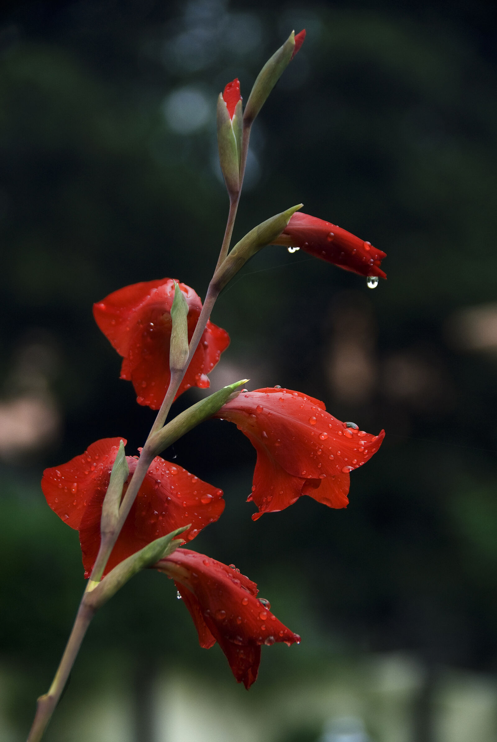 Nikon D200 sample photo. Flowers, after, the, rain photography