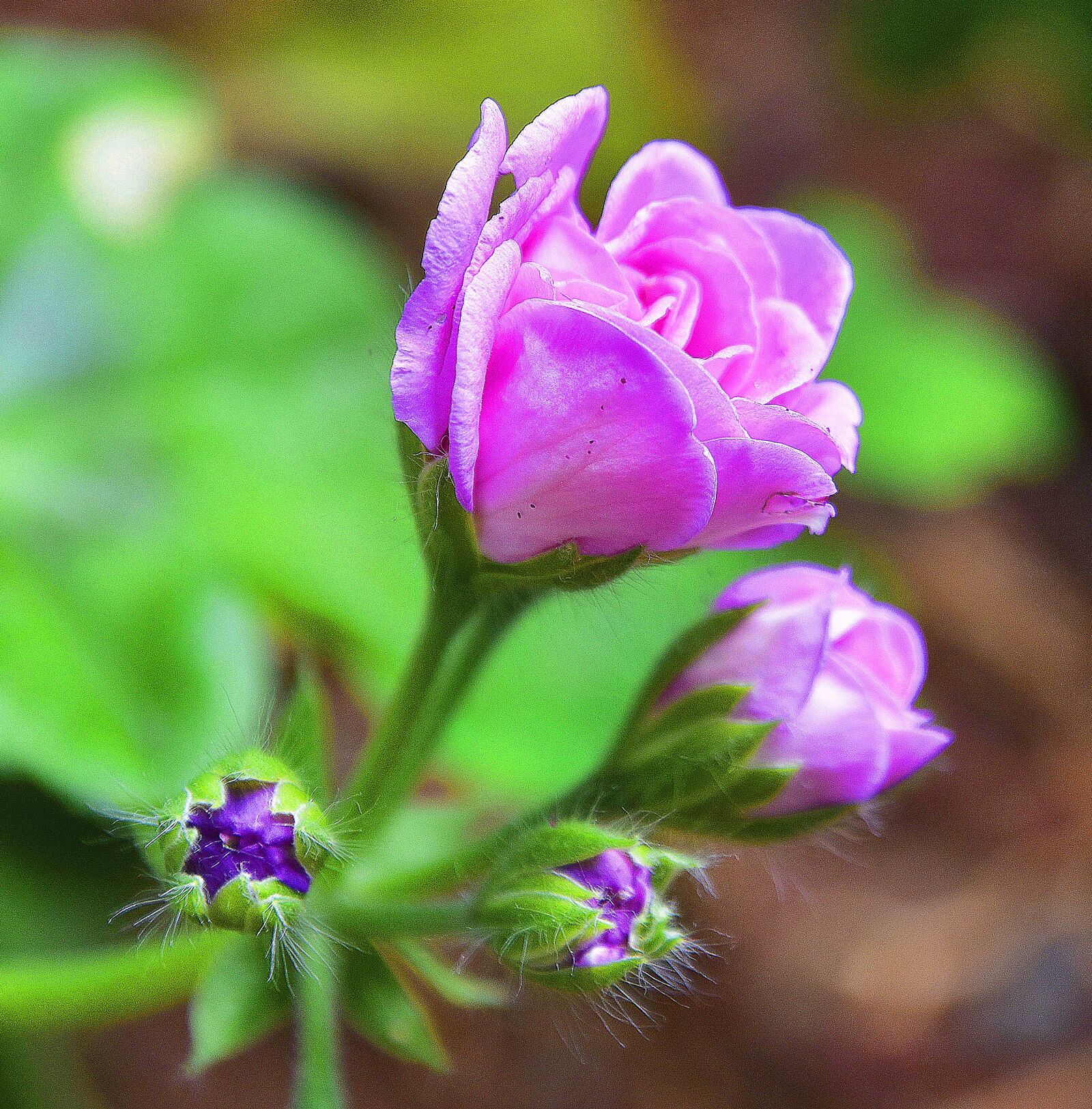 Nikon D7200 sample photo. Flower, garden, plant photography