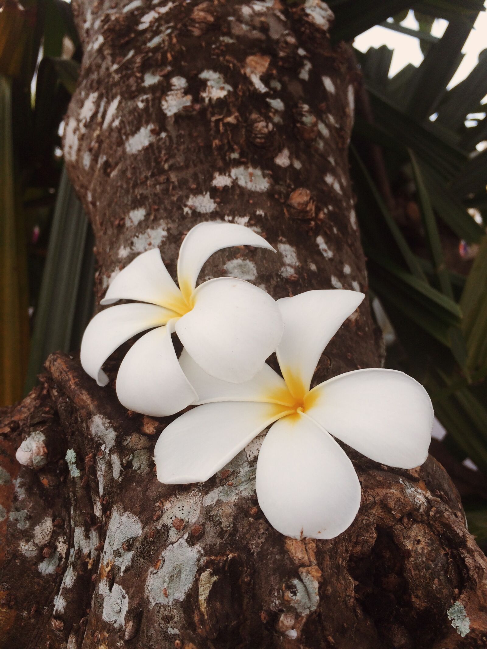 iPhone 5s back camera 4.15mm f/2.2 sample photo. Flower, flowers, plumeria, tree photography