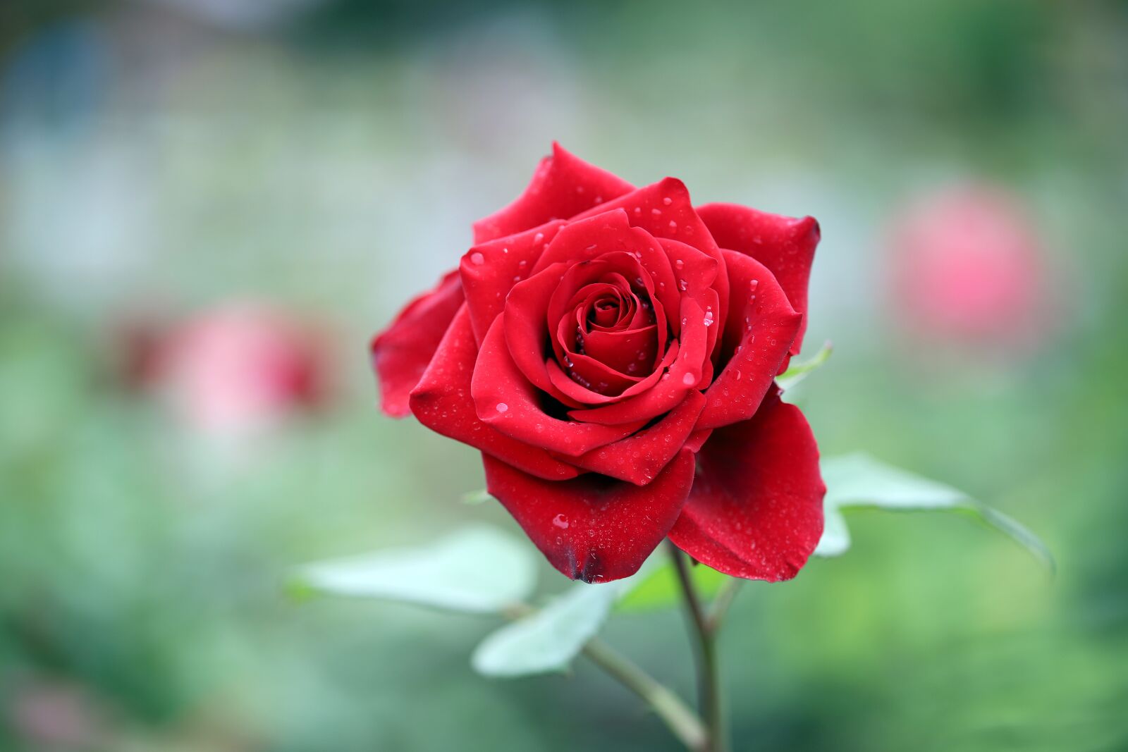 Canon EOS 6D Mark II sample photo. Rose, petal, flowers photography