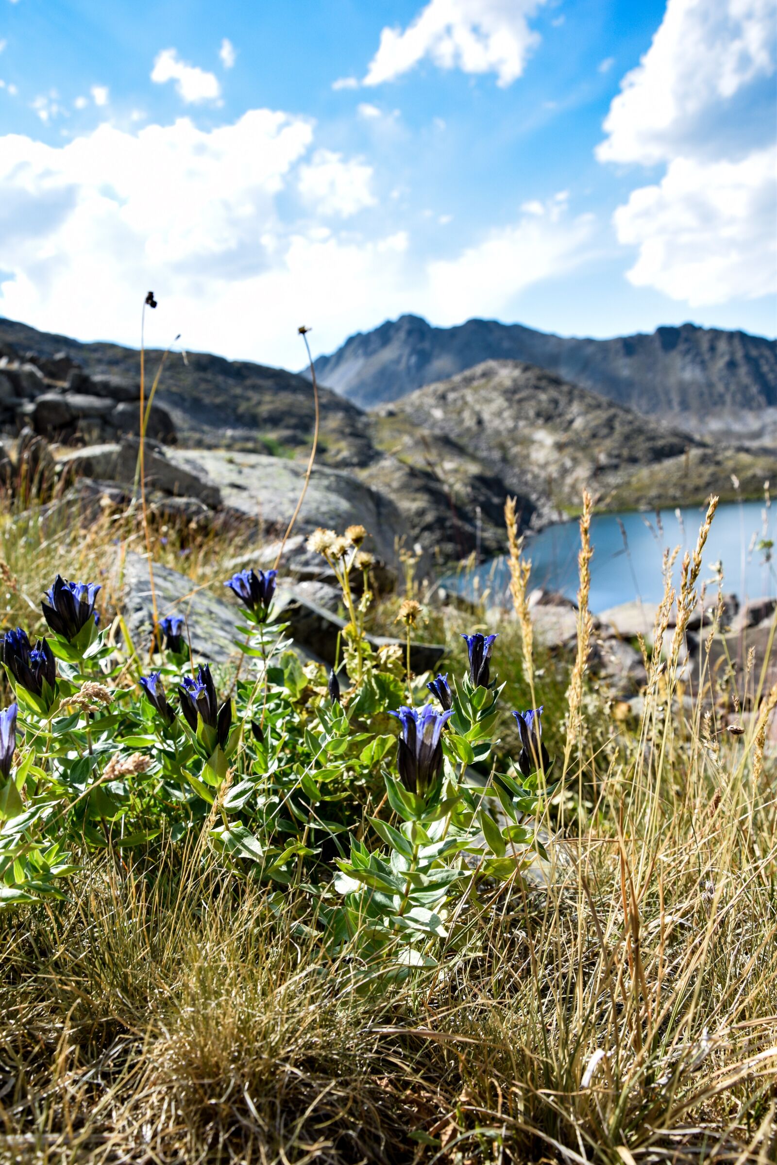 Nikon D3300 sample photo. Flower, mountain, sky photography