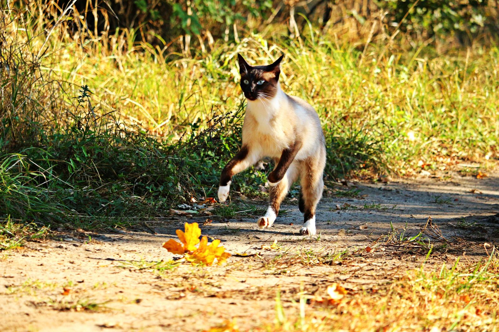 Canon EOS 100D (EOS Rebel SL1 / EOS Kiss X7) sample photo. Cat, mieze, siam photography