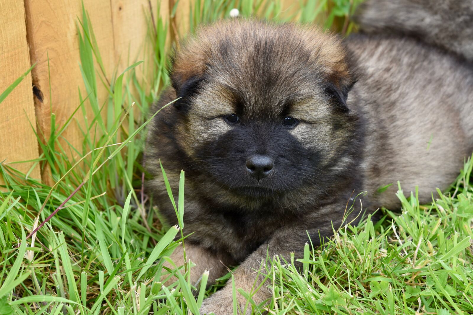 Nikon D5600 sample photo. Dog, puppy, pup photography