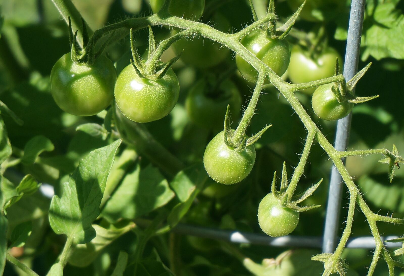 Sony Alpha NEX-5T sample photo. Green tomatoes, tomato, vegetable photography