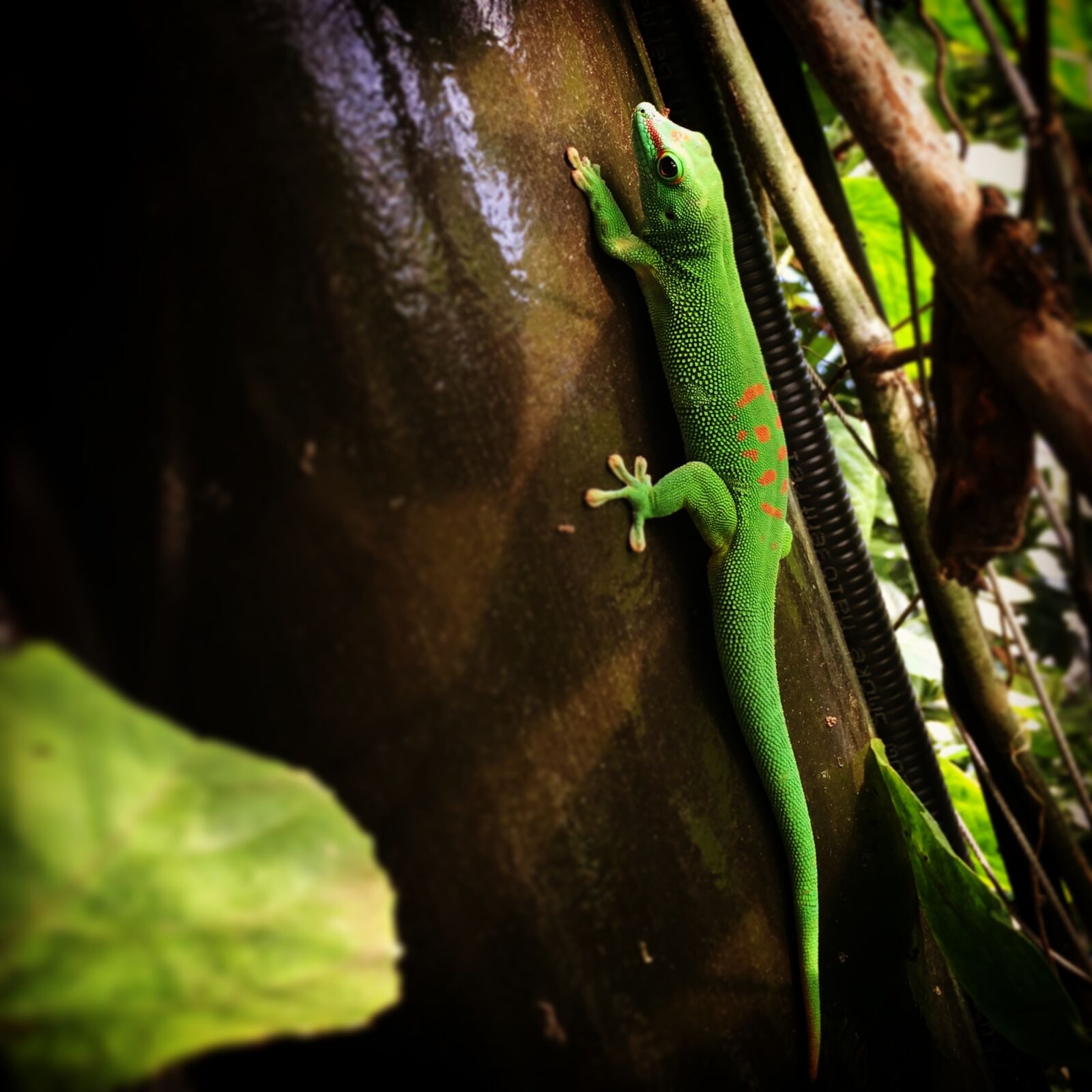 iPhone 5s back camera 4.15mm f/2.2 sample photo. Lizard, zoo, reptile photography