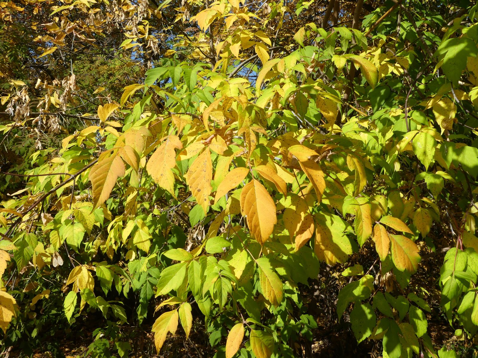 Panasonic Lumix DMC-FZ300 sample photo. Nature, autumn, foliage photography