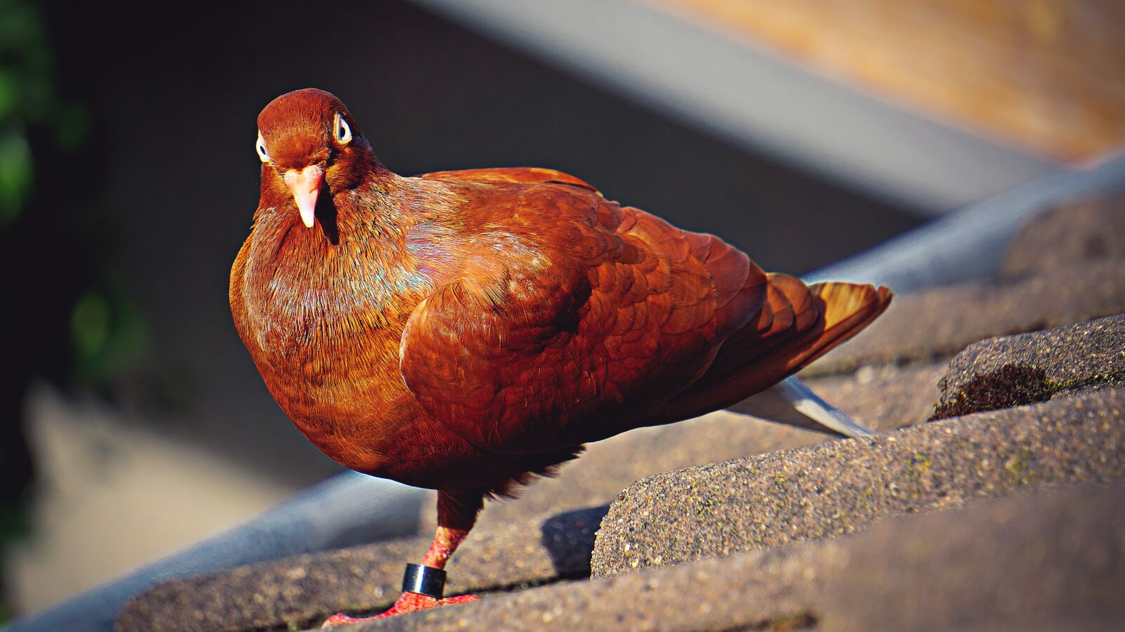 Sony E 55-210mm F4.5-6.3 OSS sample photo. Dove, homing pigeon, bird photography